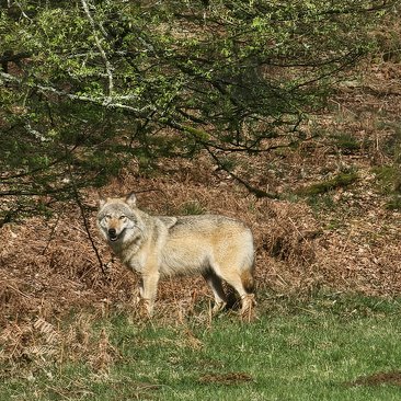 Wölfin im Kreis Soest