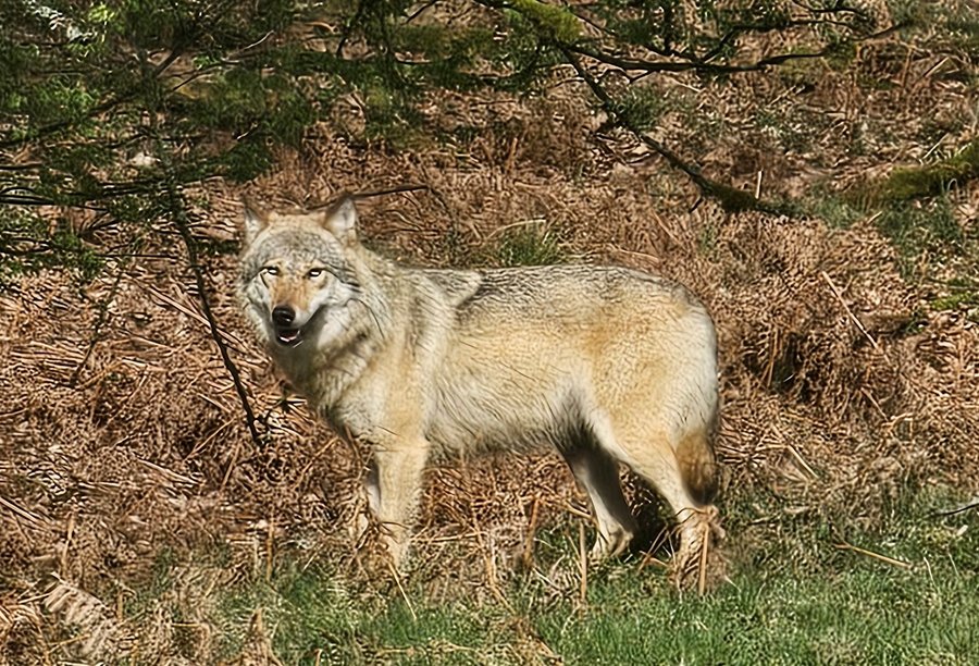 Wölfin im Kreis Soest