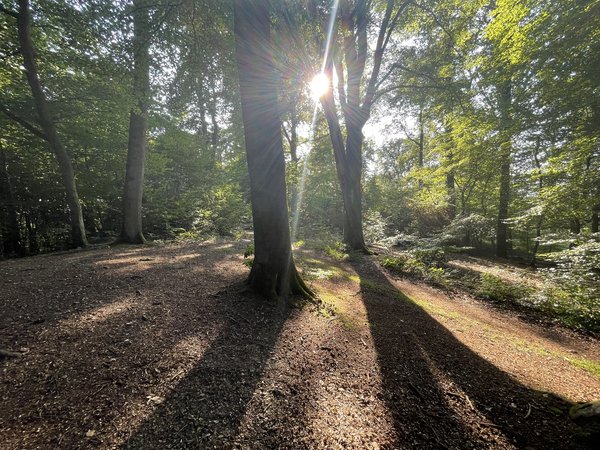 Waldbaden im Naturpark