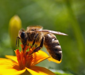 Biene auf Blume. Foto: © gotoole - Fotolia.com
