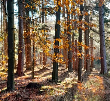 Waldbaden im Advent