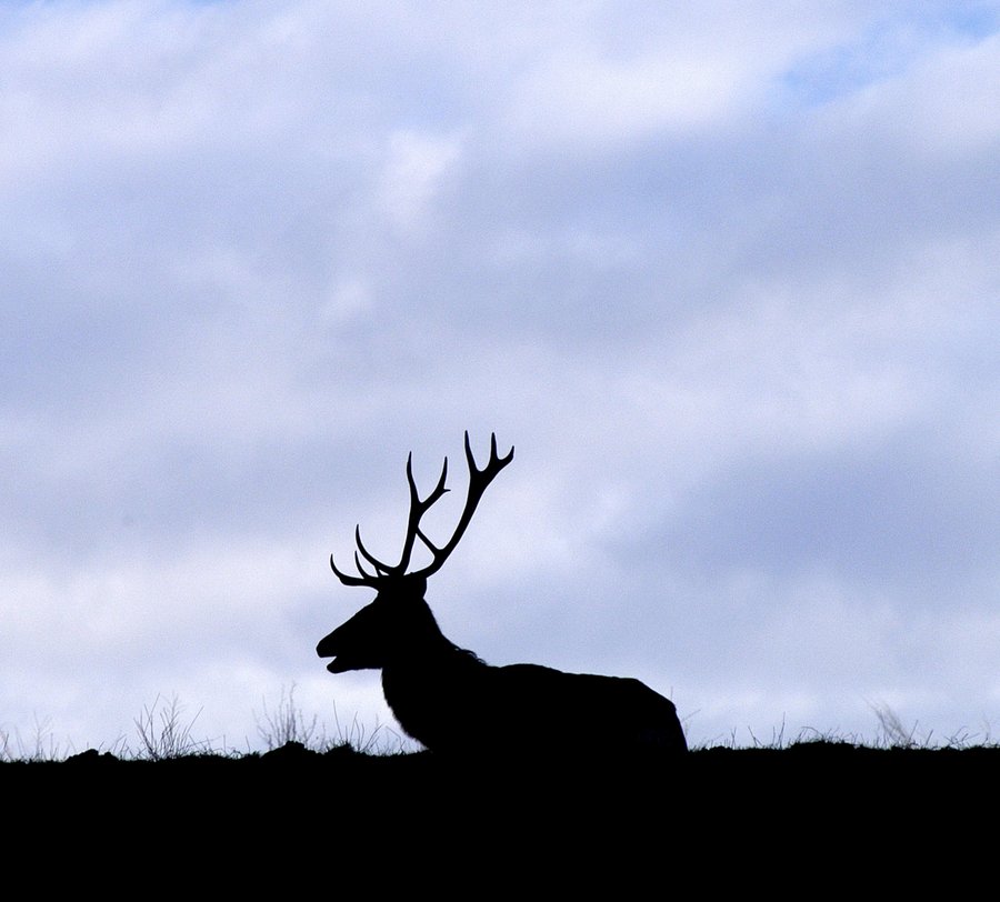 Silhouette eines Hirschs. Foto: Thomas Weinstock/Kreis Soest