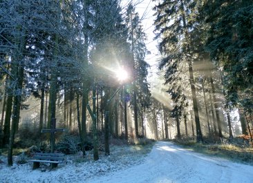 Winterwald erleben