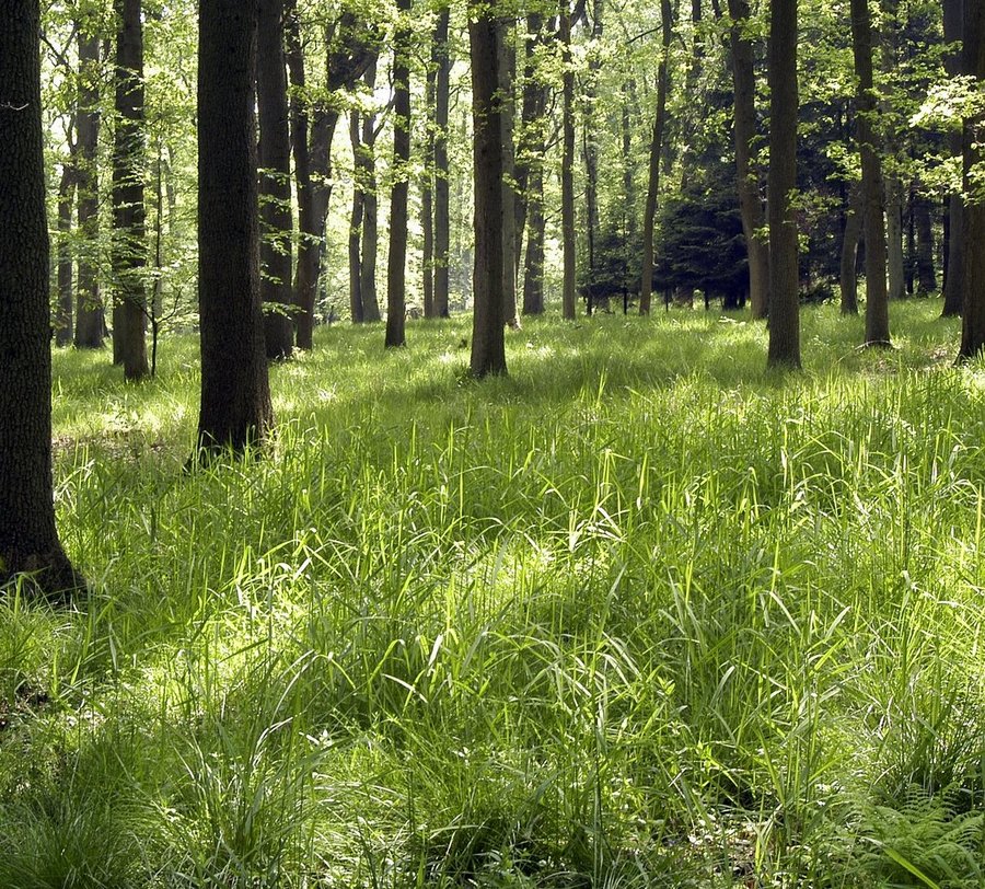 Baumstämme auf begrüntem Waldboden. Foto: Thomas Weinstock/ Kreis Soest"