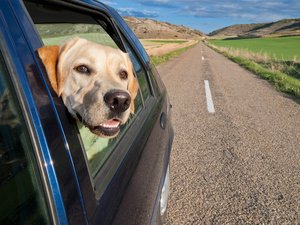 Hund hält Schnauze aus Autofenster. Foto: © Dirima - Fotolia.com