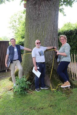 Bild zeigt drei Jurymitglieder die den Umfang eines Baumes messen.