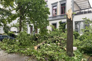 Umgeknickter Baum nach Sturm. Foto: Feuerwehr Kreis Soest