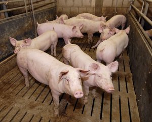 Schweine im Stall. Foto: Thomas Weinstock/ Kreis Soest