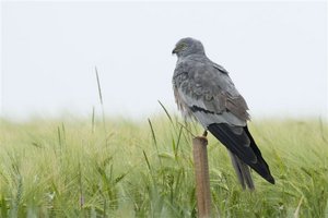 Der Vogel "Wiesenweihe" sitzt auf einem Stock. Foto: Margret Bunzel Drüke 