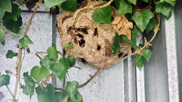 Nest der asiatischen Hornisse. Foto: Paul Napp/ Kreis Soest