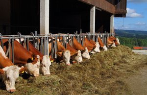 Kühe fressen Heu im Stall. Foto: © Aintschie - Fotolia.com