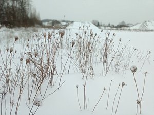 Winterimpressionen, das heimische Saatgut schlummert unter der Schneedecke und wartet geduldig auf die Frühjahrssonne, die das Saatgut keimen lässt. Um die Sprösslinge wird es im Frühsommer summen und brummen. Foto: UNB/ Kreis Soest