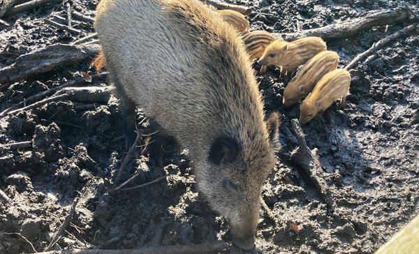 Afrikanische Schweinepest auf dem Vormarsch