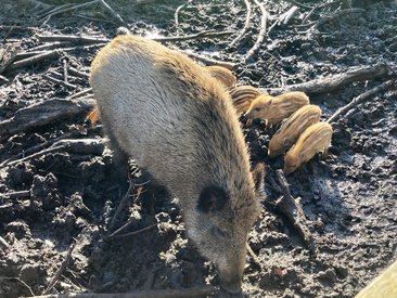 Afrikanische Schweinepest auf dem Vormarsch